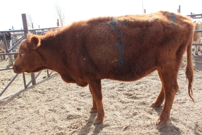 父亲去世,男子要把多年的老牛卖掉,邻居的一番话让他打消念头