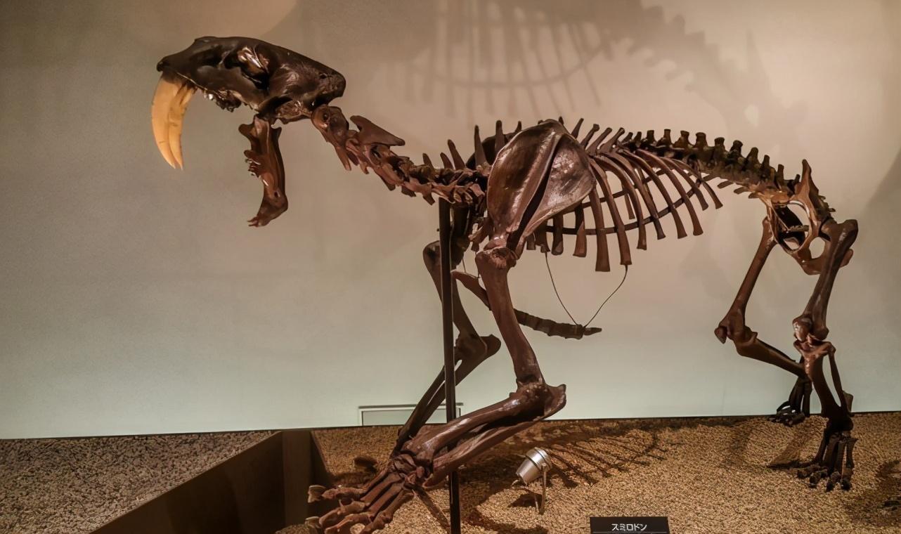 剑齿虎28厘米大长牙,张开嘴都抵到了下颚,它们是如何捕猎的?