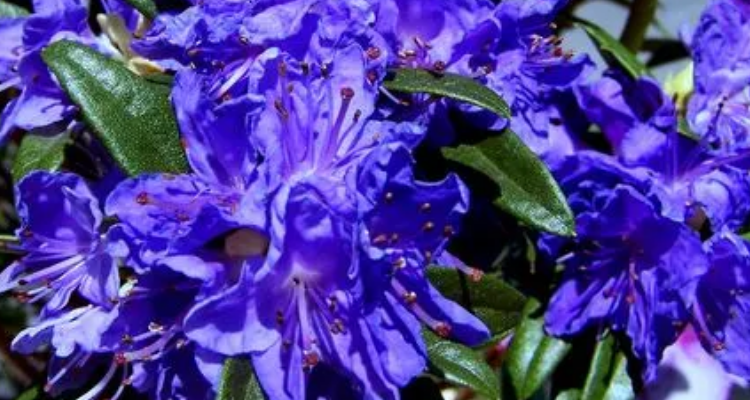 蓝色杜鹃花是什么品种