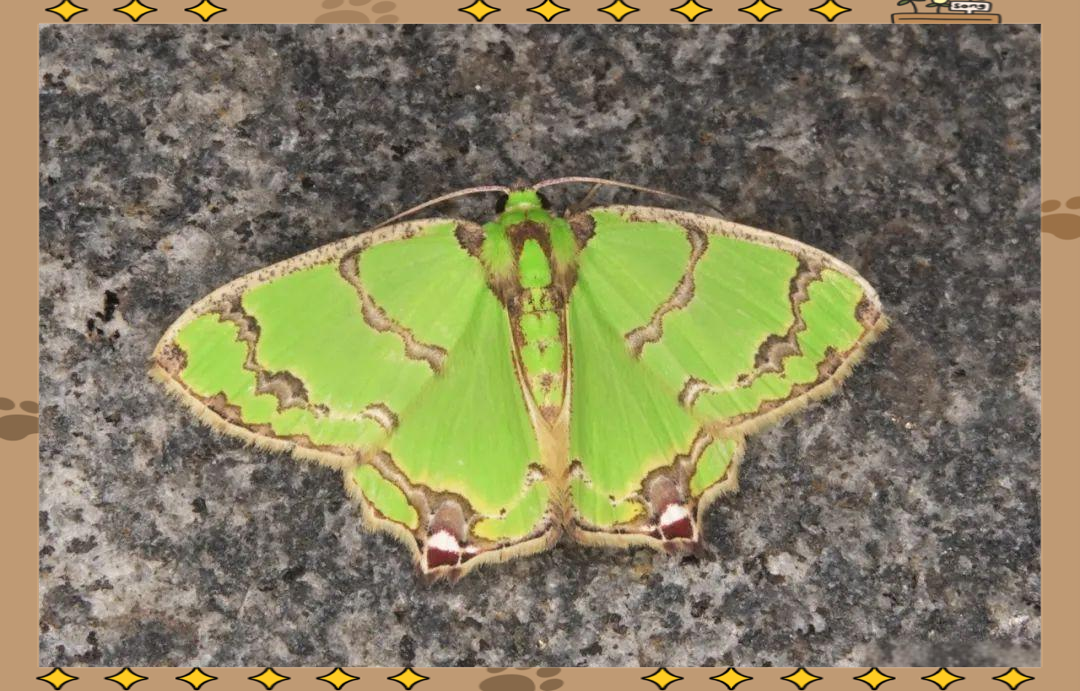 尺蛾科蛾类介绍及常见种类概览