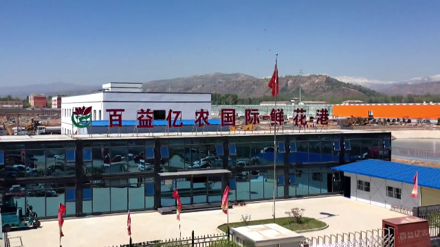 临夏市百益亿农国际鲜花港首批3万株玫瑰试种苗成功栽种