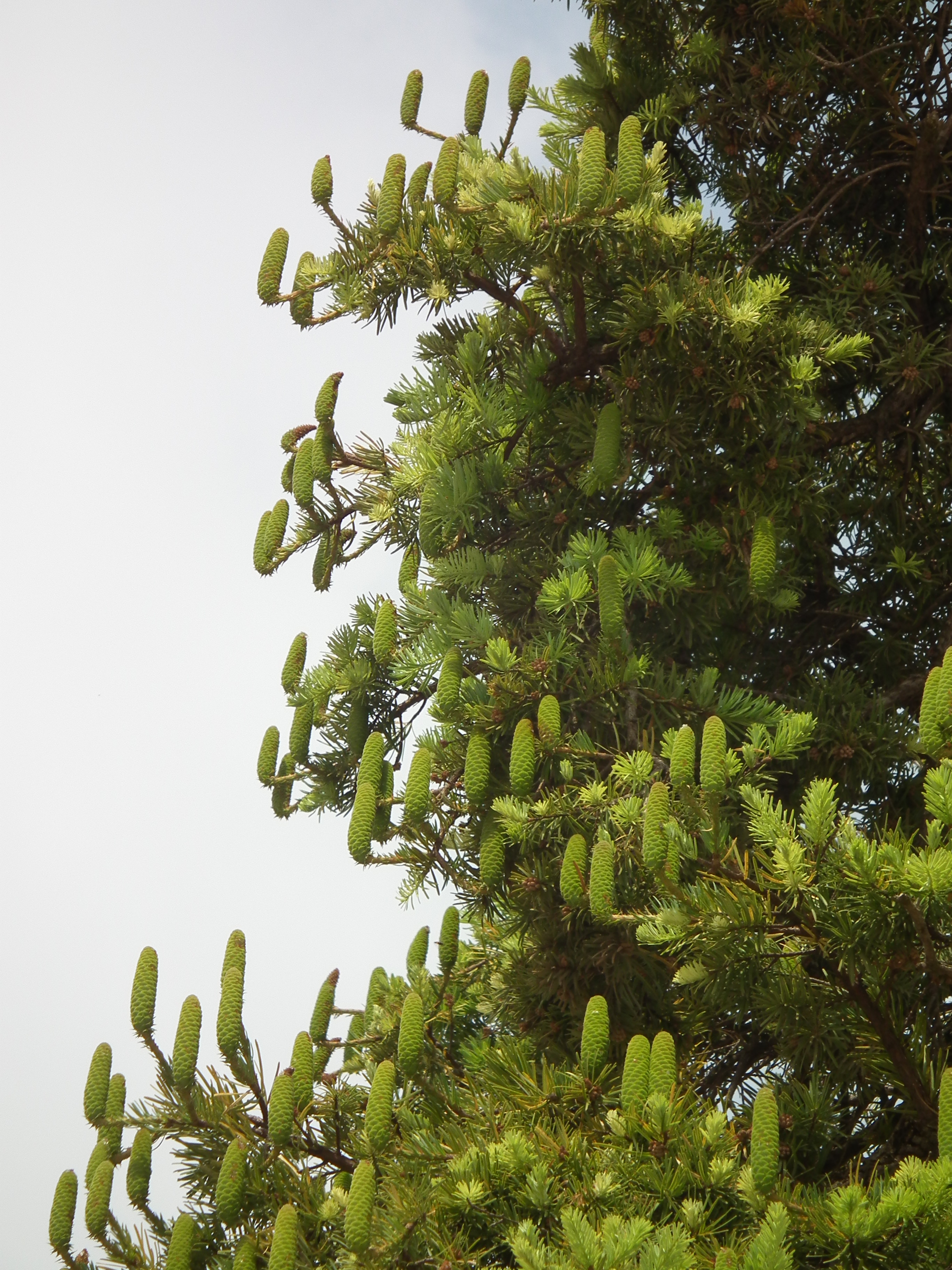 云南省极小种群野生植物:蓑衣油杉