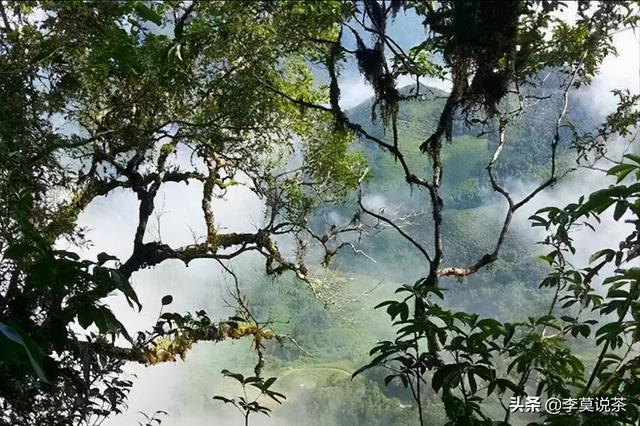 古六大茶山之—革登