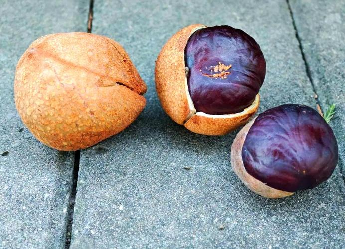 秋游需警惕:七叶树果实婆罗子的真相与风险