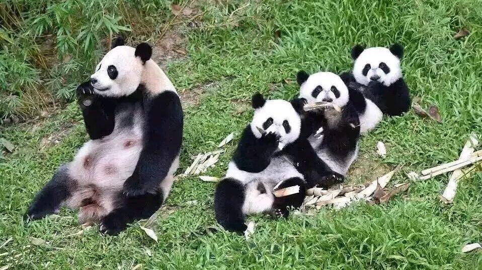 看看全球首例熊猫三胞胎是如何诞生的吧 熊猫妈妈菊笑好伟大