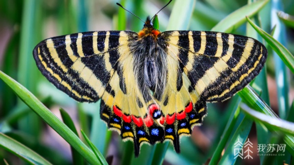 寻访"惊蛰蝶":南京连续第五年开展中华虎凤蝶种群调查