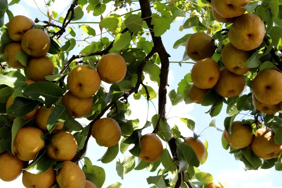 威宁大黄梨亮相第二十一届中国绿色食品博览会暨第十