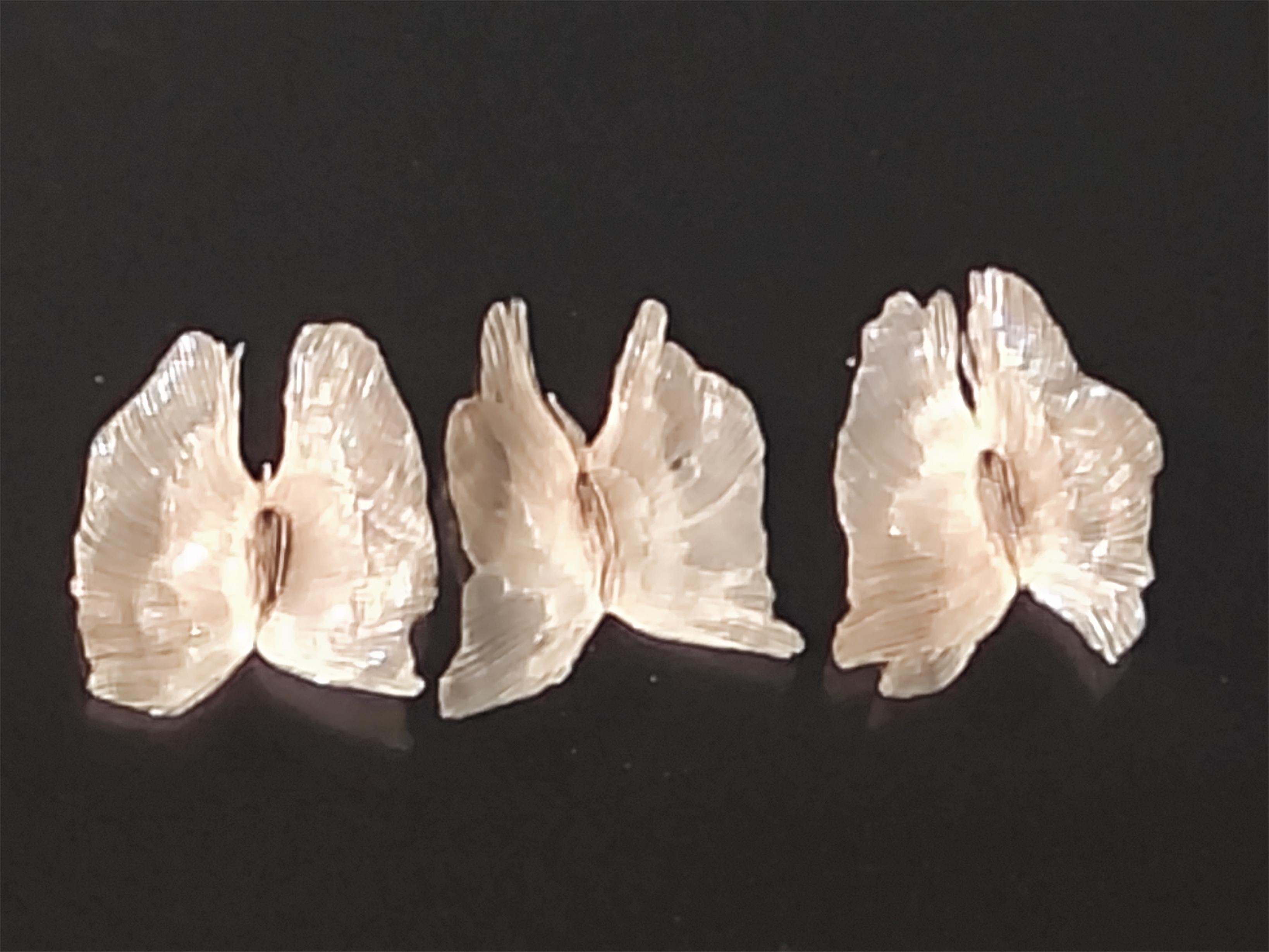 从一颗毛泡桐的果实你能看到些什么?小身体竟蕴含着大秘密!