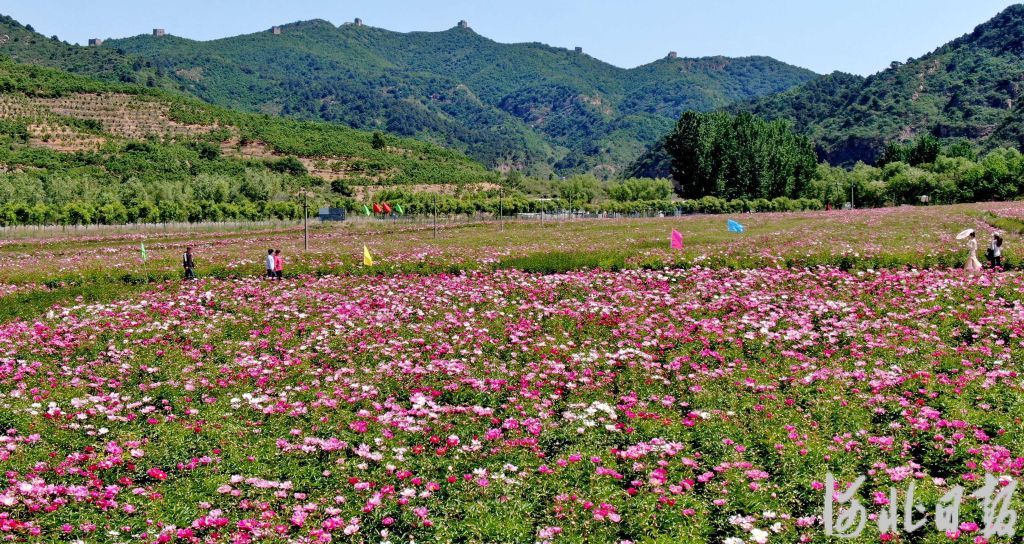 秦皇島:芍藥花海等你來打卡