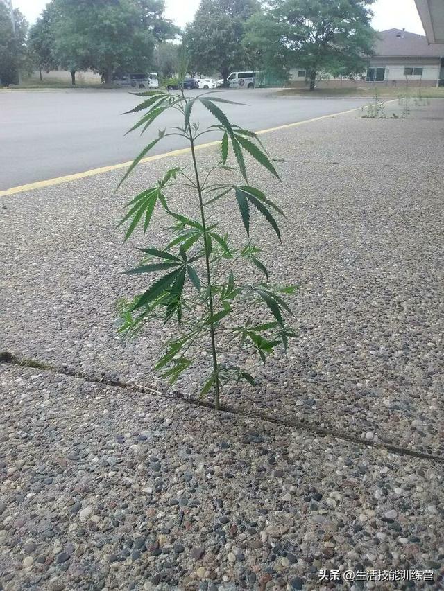 生活处处是惊喜,50位网友分享自己在生活中的有趣发现