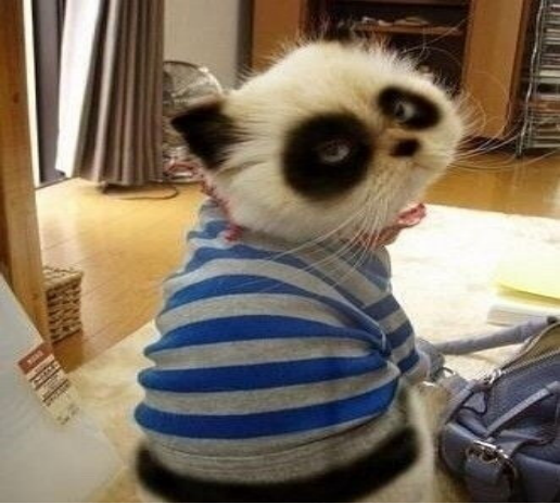 动物界的夜猫子,你知道是谁吗?