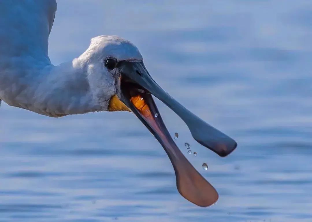 白琵鹭全身白羽,颈长挺拔,轻盈灵巧,体貌动人,在飞翔的时候,它们可以