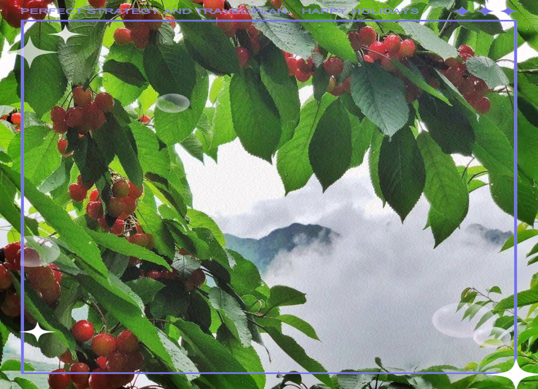 七年间,四川深山里的水晶车厘子之旅