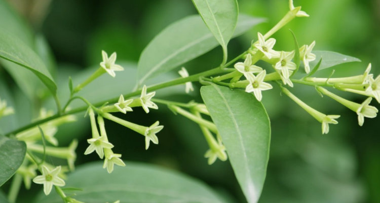 夜来香有毒为什么还养(夜来香有毒为什么还养花呢)