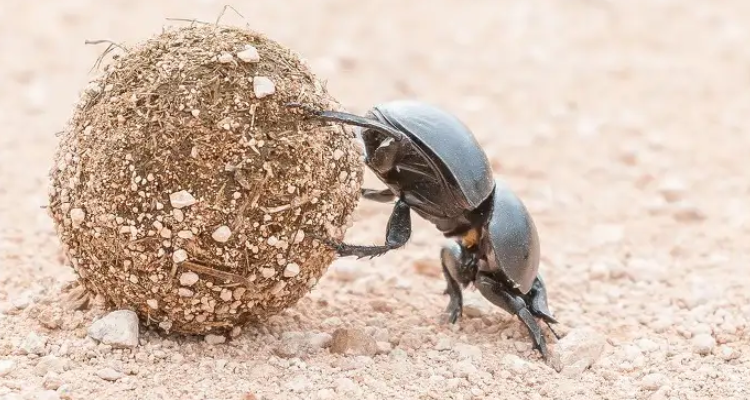圣甲虫生活习性