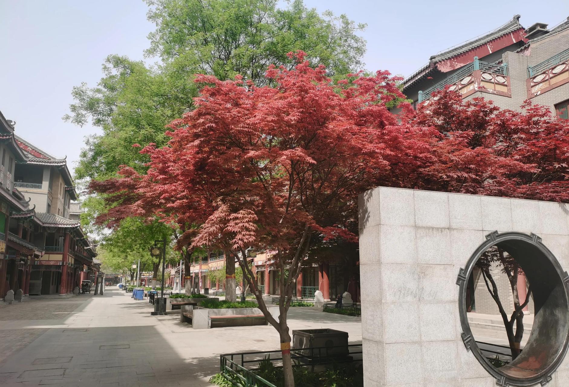 一位七十多岁的老拳师,每天带着十几个人在公园晨练.