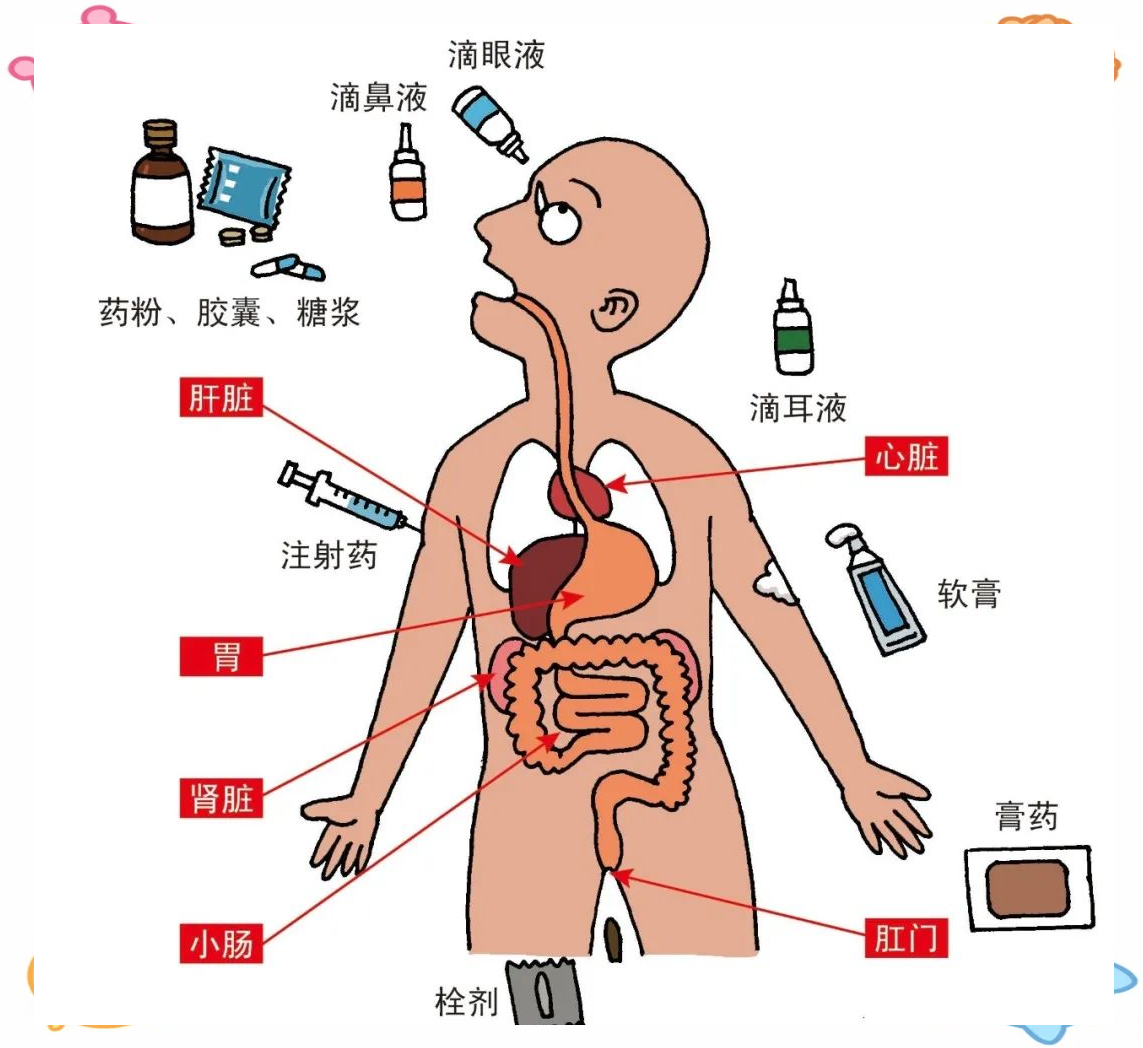 药物代谢动力学:药物在体内从吸收至排泄的全过程