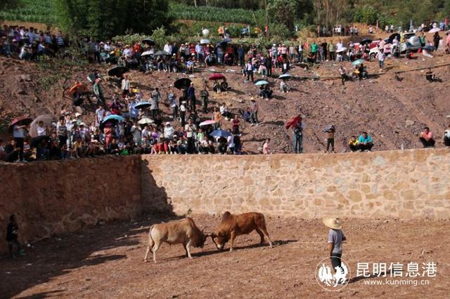 多彩民俗活动引客来 楚雄州禄丰市广通镇举办"六月六"彝族情人节活动