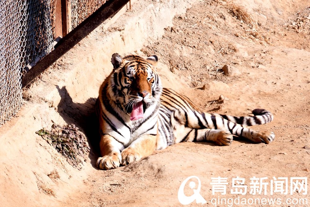 农历虎年将到 为定居青岛兽中王拍个近照给你看