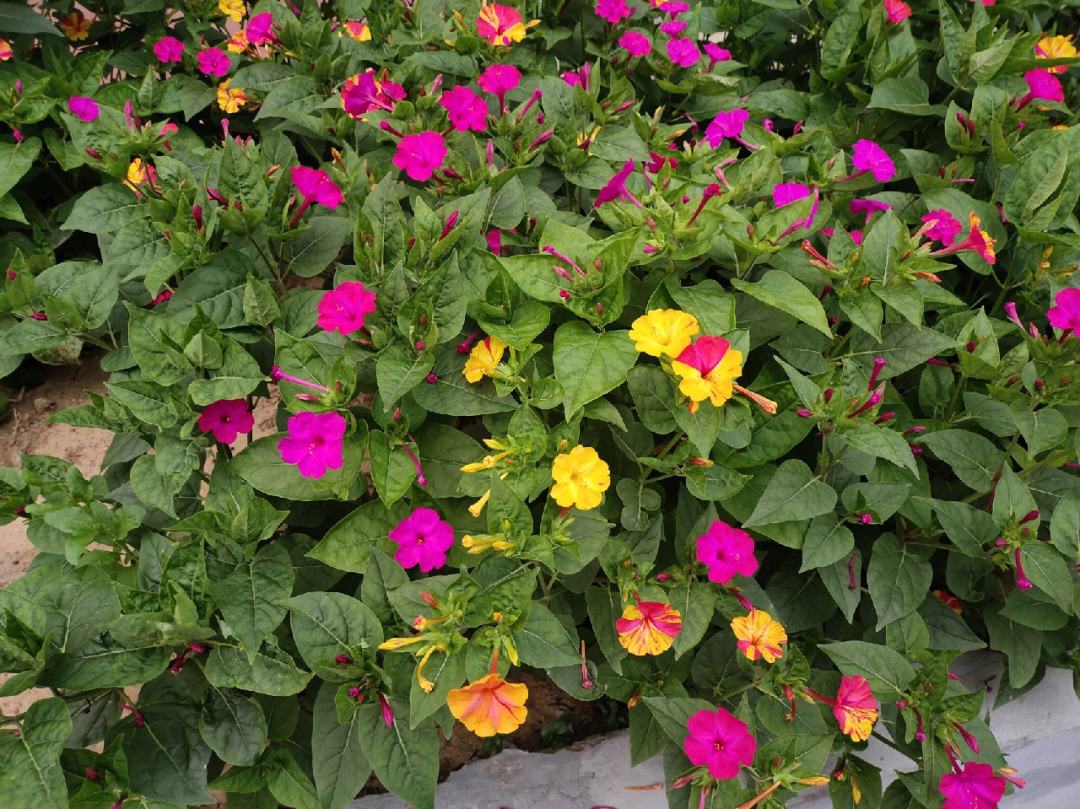 盆栽紫茉莉,你知道这些养护禁忌吗?