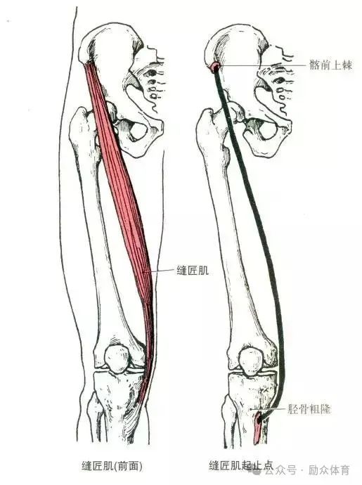 阔筋膜张肌起点:髂前上棘止点:移行于髂胫束,止于胫骨外侧髁支配神经