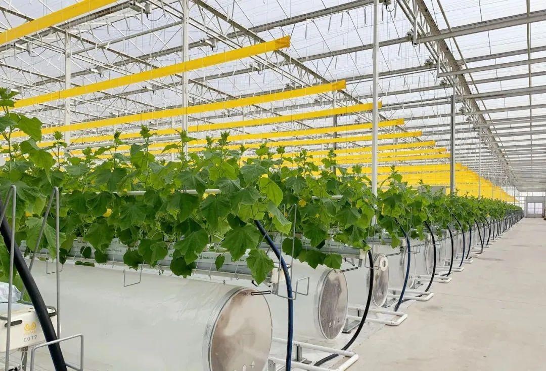 市农业农村委主任张国坤率队来崇调研乡村振兴建设