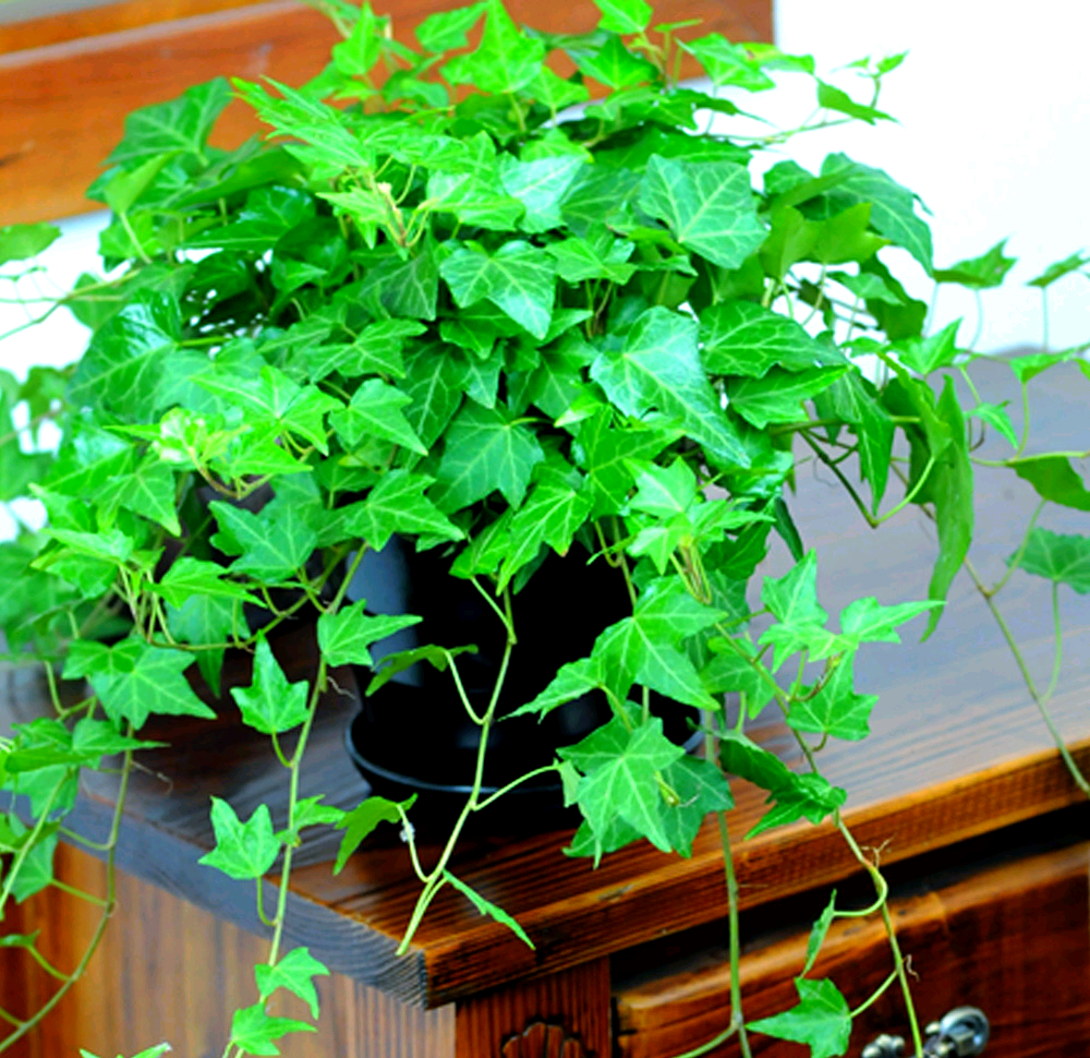 探索常春藤:绿色植物的魅力与养护指南