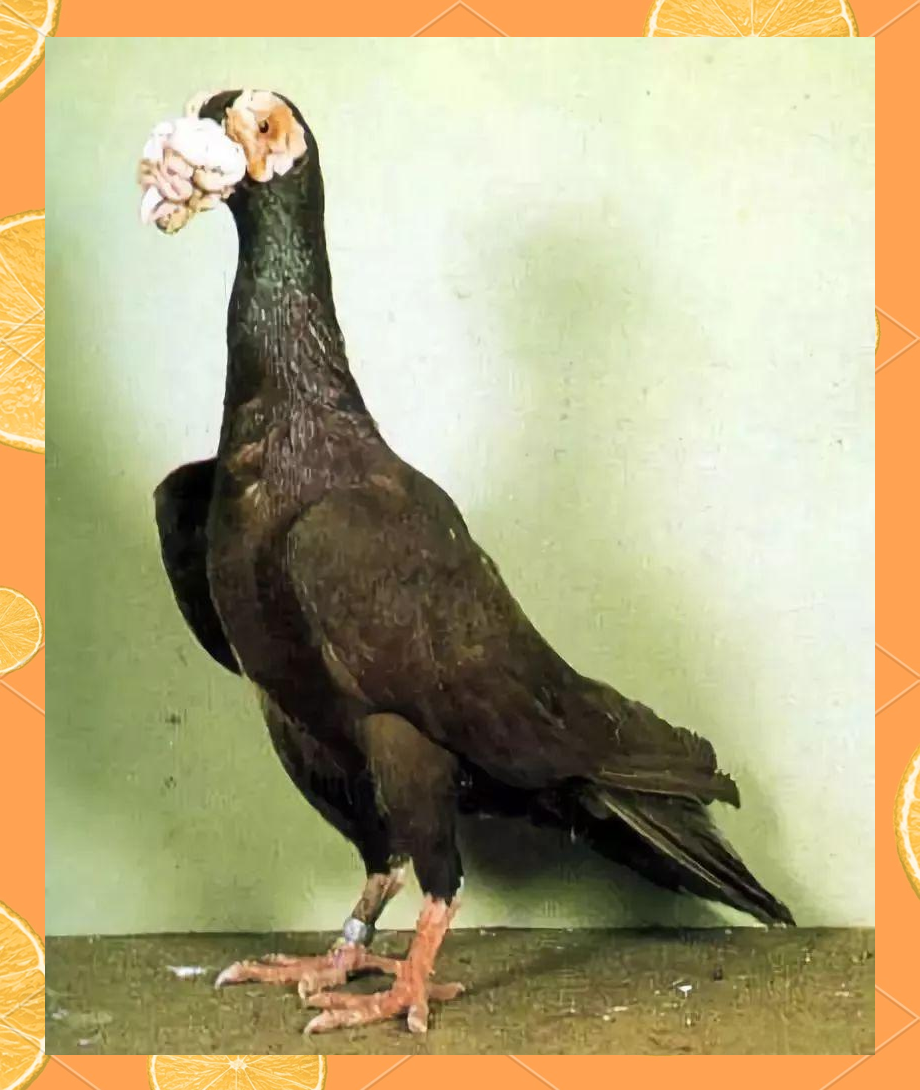 在众多鸽子的种类中,有一种被赞誉为"英国航母"的鸽子,以其惊人的送件