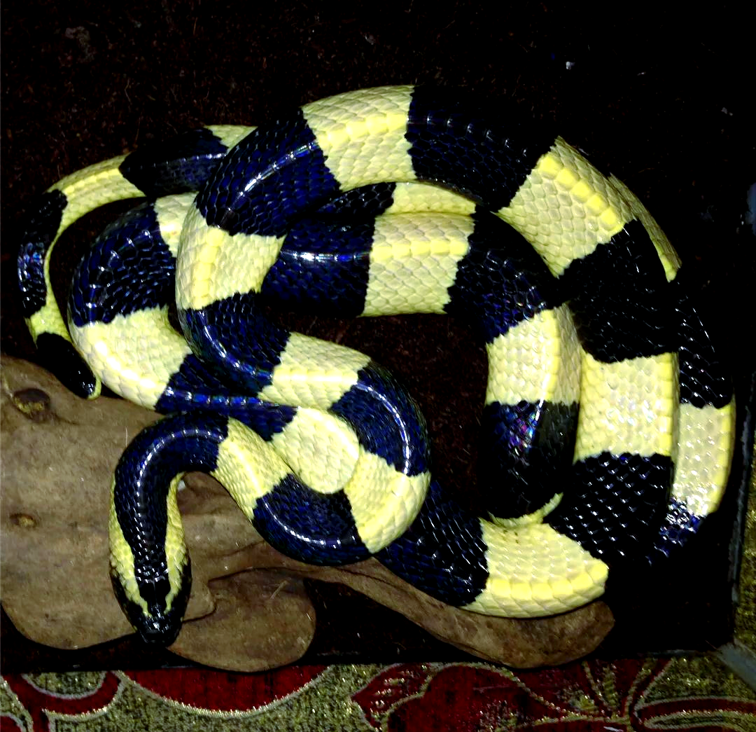 金环蛇(bungarus fasciatus):探秘环蛇属中的佼佼者
