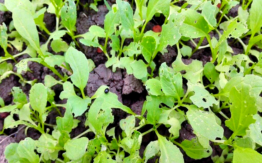 小猿叶甲的发生规律与全面防治策略研究