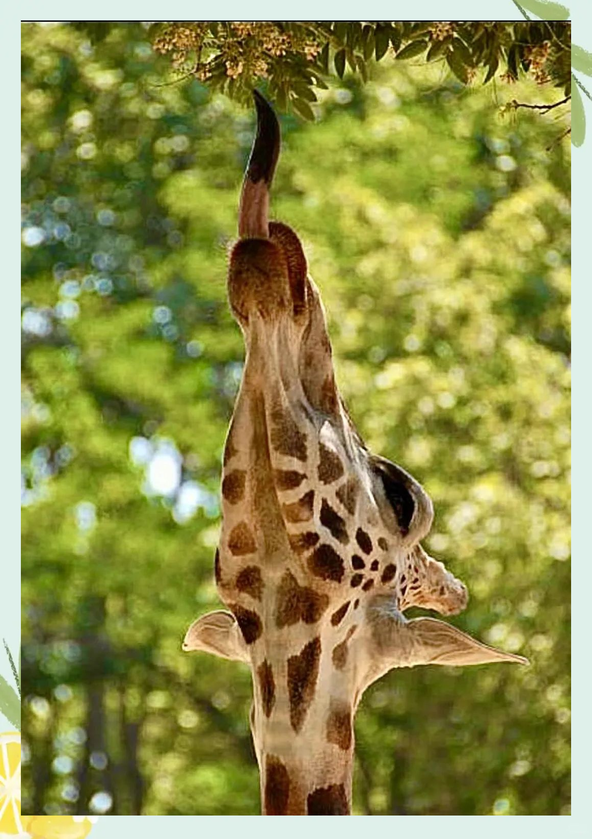 长颈鹿:拥有超级长腿的动物界"顶级模特",探索其优雅与烦恼