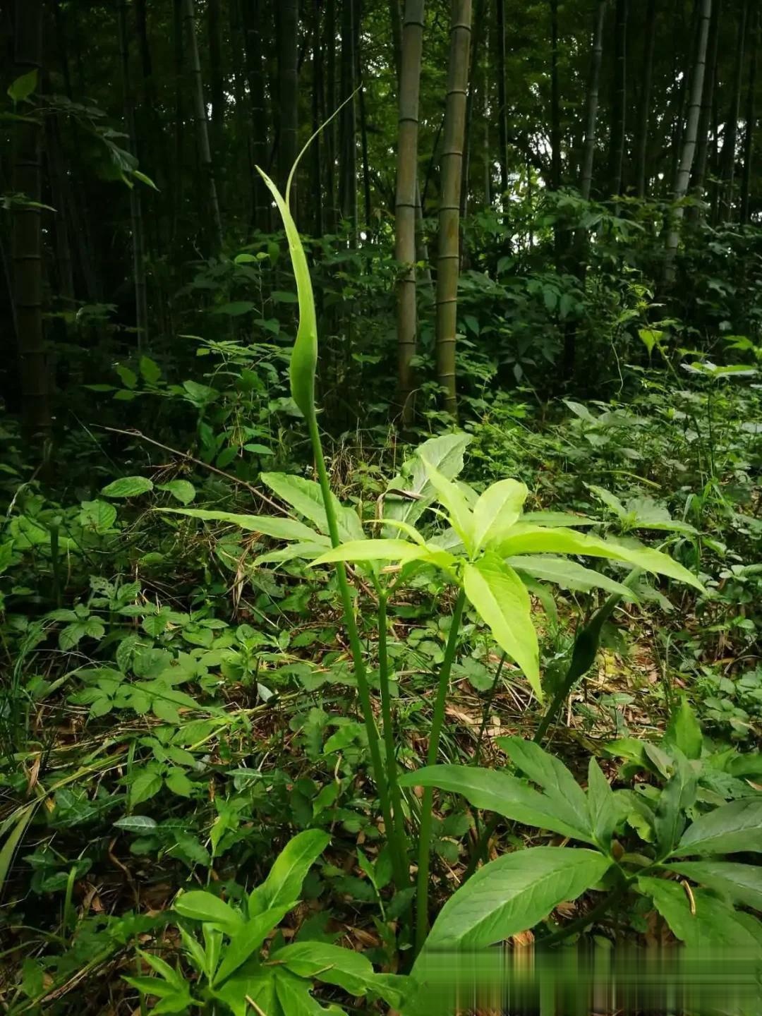 虎掌:虎年探索本草的神秘与药用
