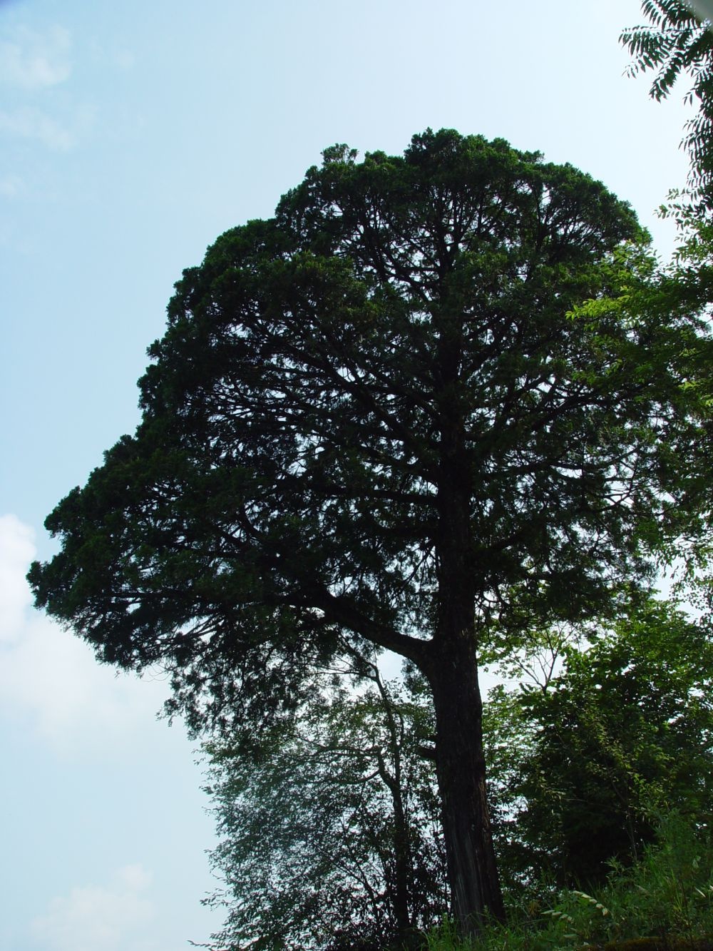 新华社:崖柏新生