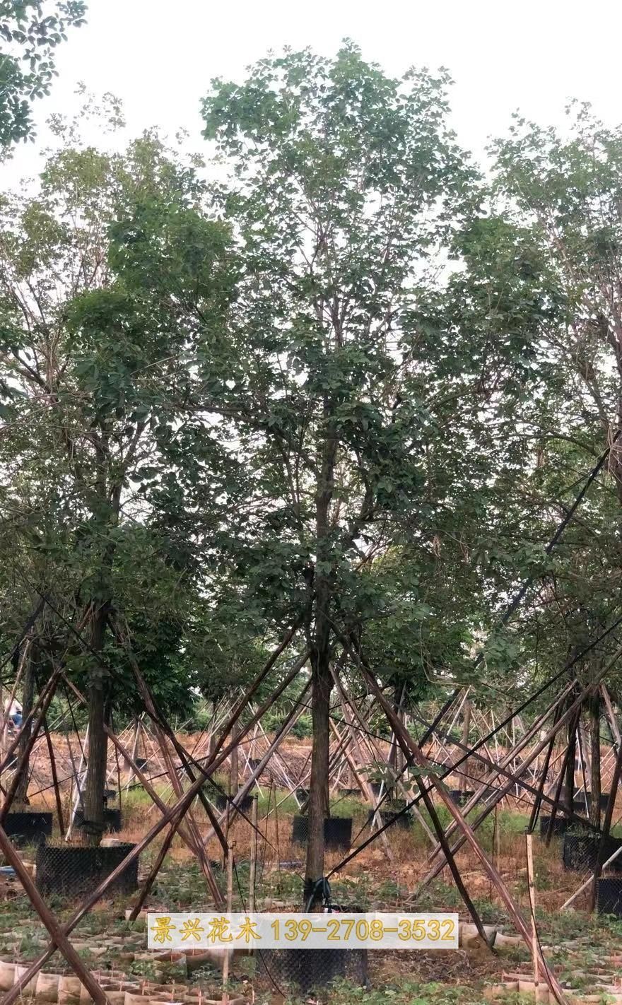 黄花风铃木基地假植苗