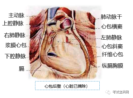 心包疾病-急性心包炎