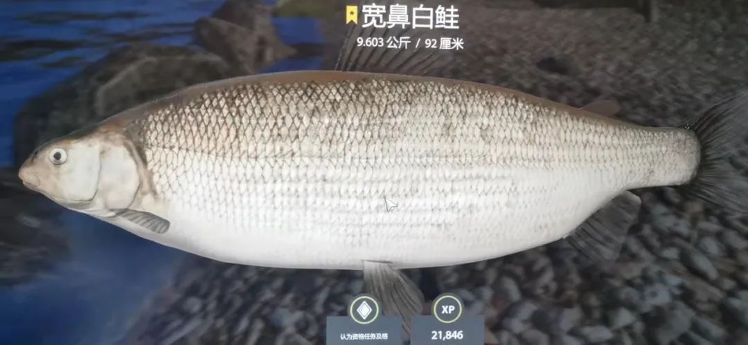 「10.22」简报推荐 30图下通古斯河 星湖拟鲤 星宽鼻白鲑