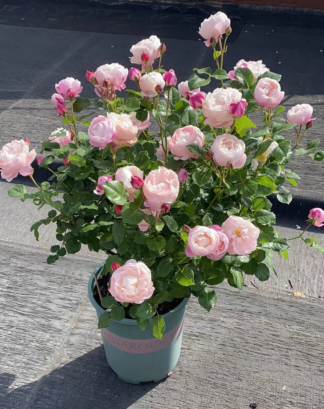 月季花界的"仙女"—羽毛,又美又仙,香气好闻,阳台也能养