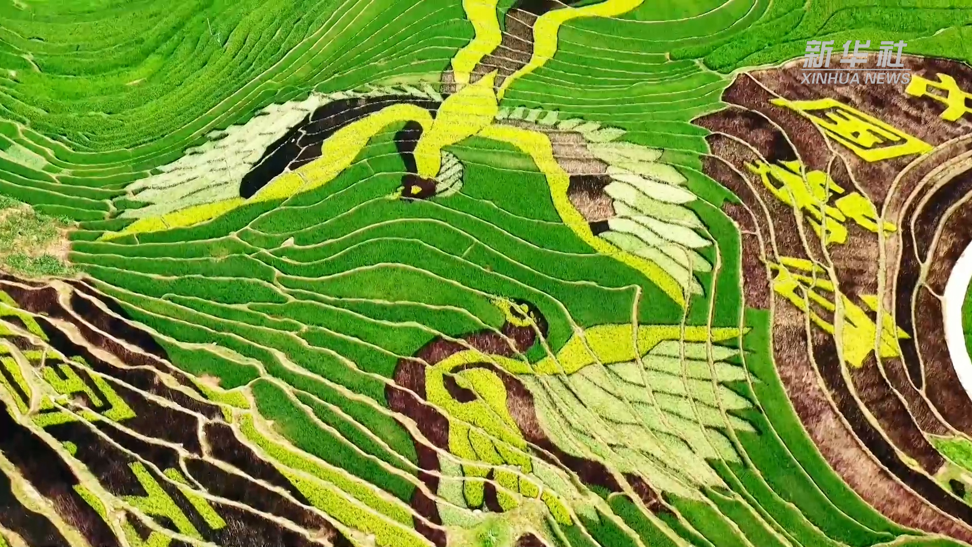 千城胜景云南墨江彩色稻田美如画