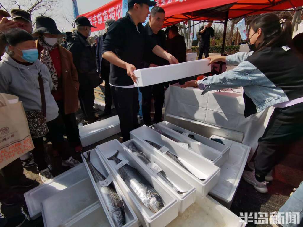 "鲅"王餐狂欢,万余人围观!第二十届沙子口鲅鱼节火热开幕