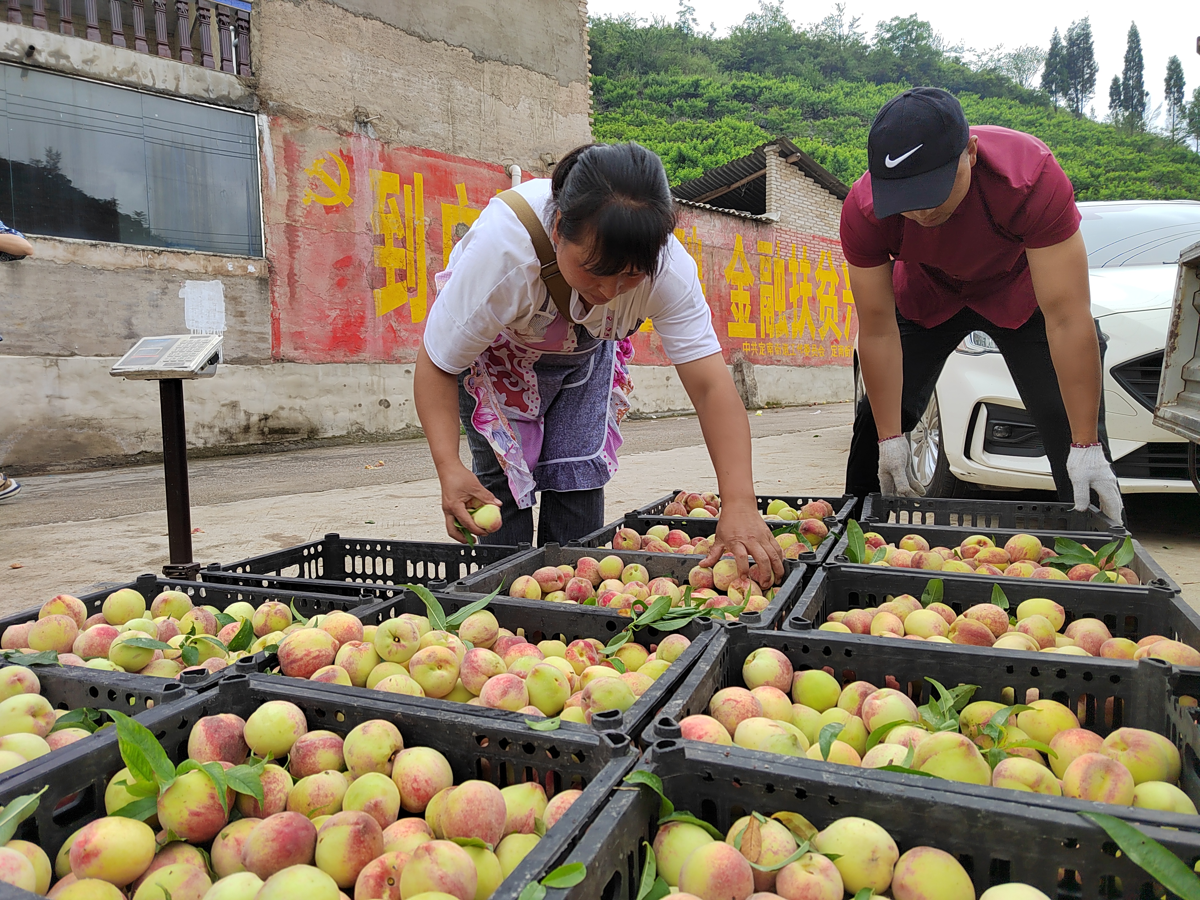 普定:岩石窝里种桃树 梭筛鲜桃俏销全国