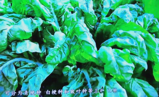 潮汕厚合菜:品味独特乡土风味