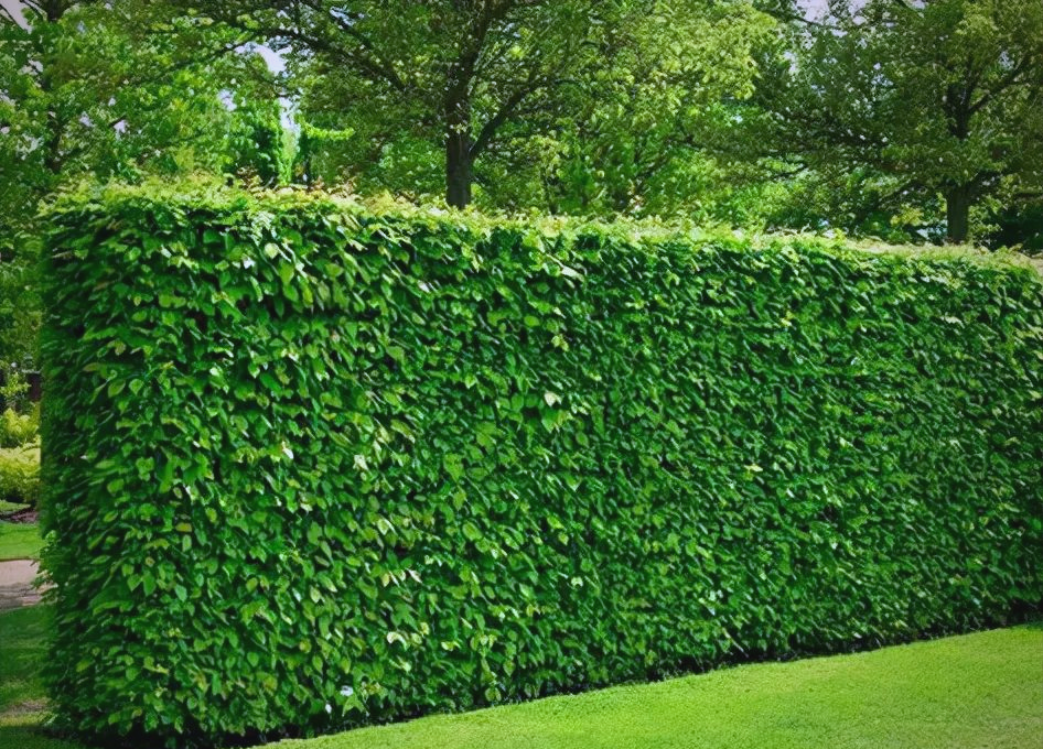 绿篱知识全解析:种类,种植与维护,打造多样庭院美景