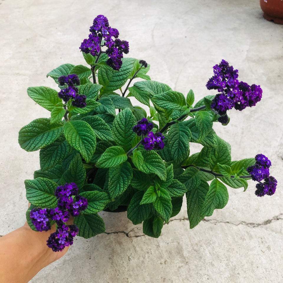 香水草怎么养?盆栽香水草的养殖方法和注意事项!