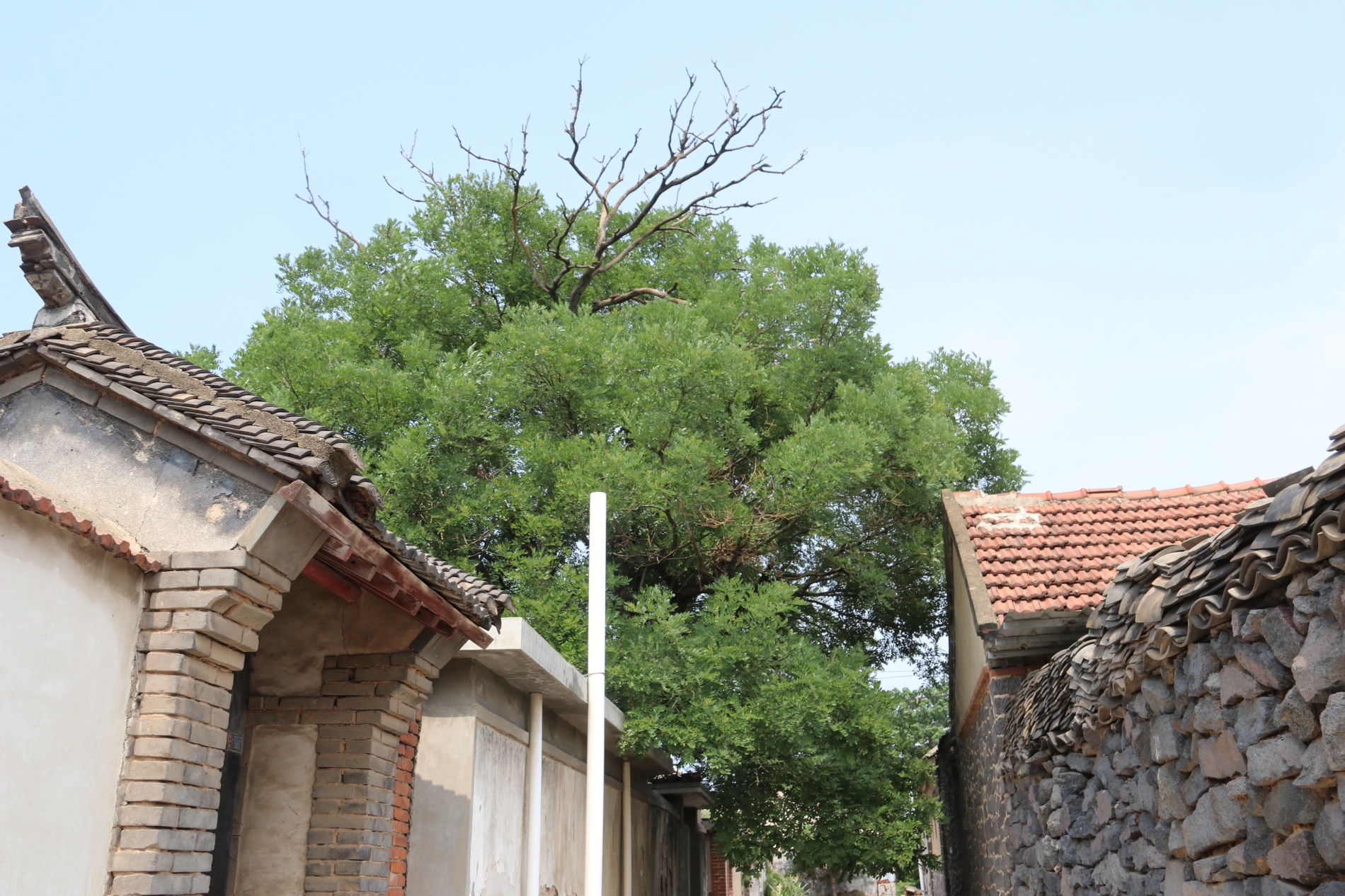 看图:蓬莱北沟镇聂家村,一个胶东有名的聂姓聚居地