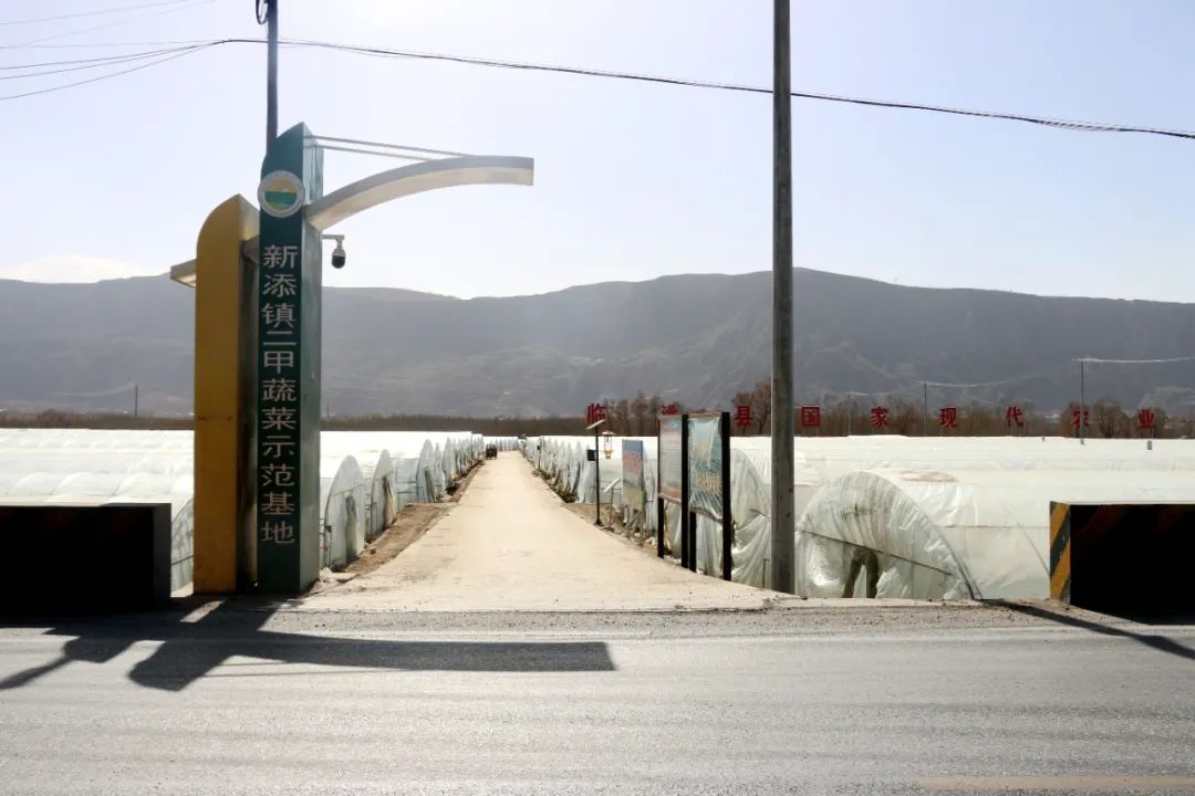 临洮县新添镇崖湾村:小村蔬菜产业的"蝶变"故事