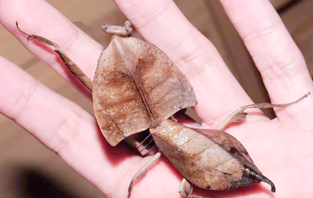 非洲树枝螳螂,其形态之奇特,仿佛是大自然的杰作