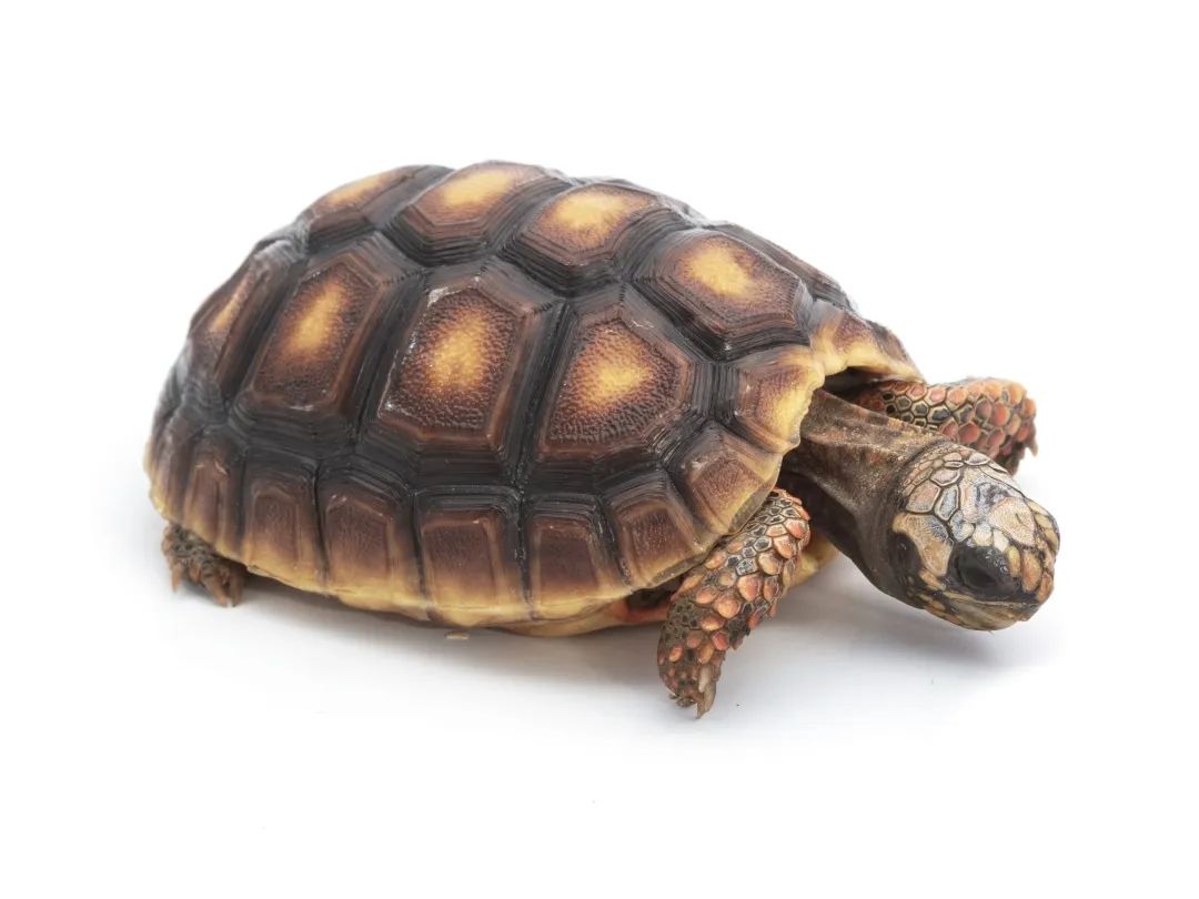 小心违法!你养的"神奇动植物"可能是国家级保护对象