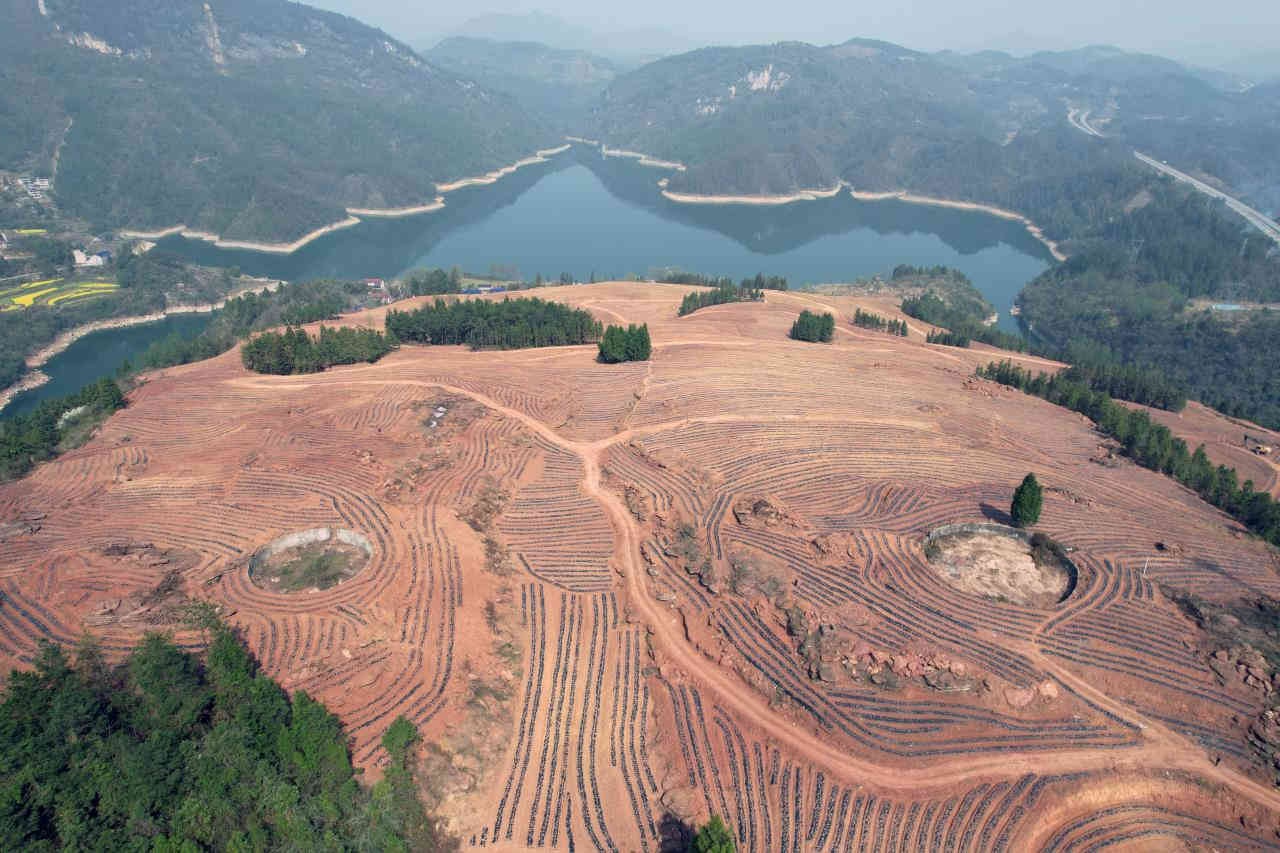 湖南张家界永定区:春风和煦栽茶忙