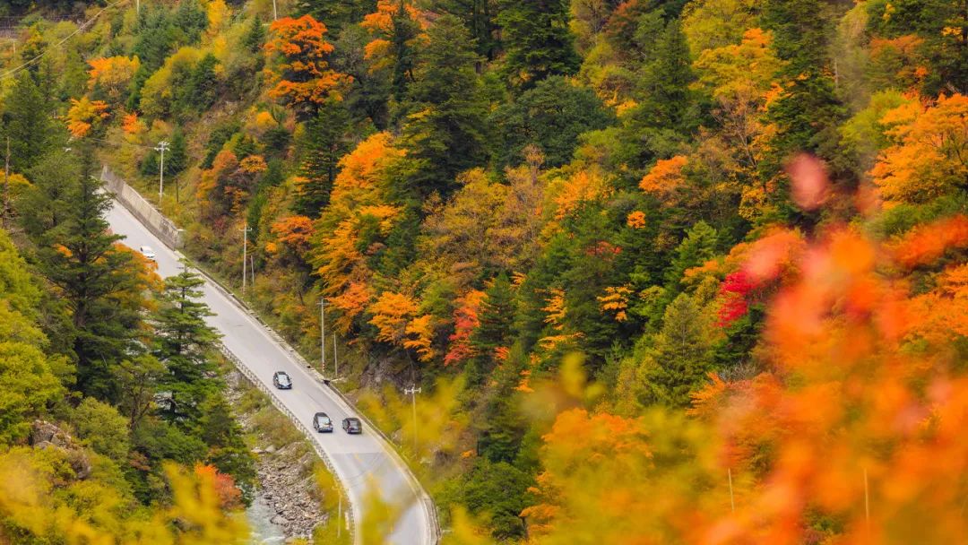 中国禾火口十图鉴
