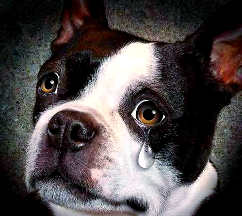 狗狗流泪的五大原因,你都知道吗